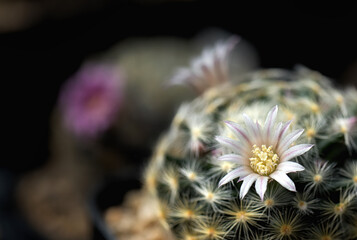 Beautiful blooming wild desert cactus flower