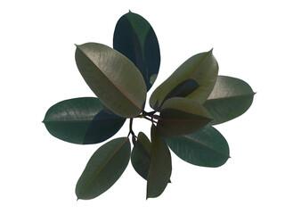 Ficus Elastica top view from above png alpha channel