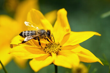 closeup of a honey bee on a yellow flower