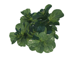 Indoor Plant top view png alpha channel