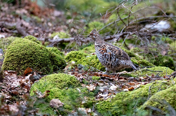 gélinotte des bois (Bonasa bonasia) femelle au printemps. Alpes. France