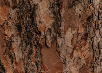 Fototapeta premium The original appearance of the structure of the tree bark,bark structure