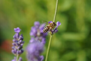 bee on lavender