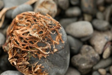 Close-up van droog zeewier op steen op het strand van tropisch eiland met vage achtergrond
