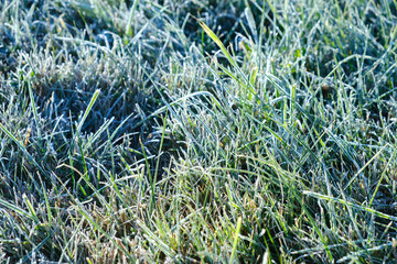 Frozen green grass. First frost. Nature landscape details. Morning cold fresh. Close-up lawn. Late autumn. Spring warming. Weather forecast background. Natural texture. Concept of changing seasons