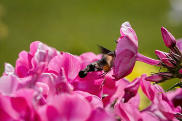 hummingbird butterfly and pink flower - Powered by Adobe