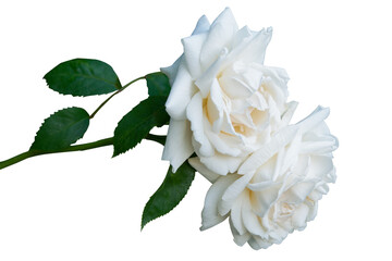 white rose isolated on white