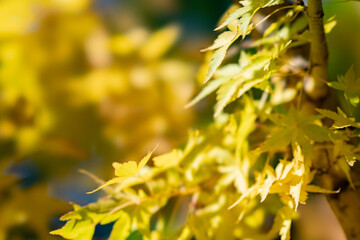 秋の黄色い葉っぱ