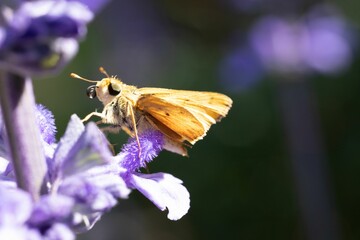 Macro of a Fiery skipper pollenating on Salvia farinacea, delicate flower petals
