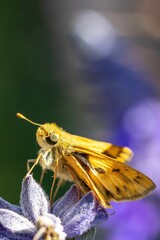 Vertical macro of a Fiery skipper pollenating on Salvia farinacea, delicate flower petals