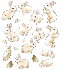 rabbit illustration set