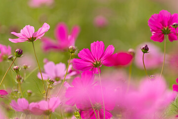 満開のコスモス