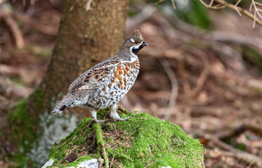 Gélinotte des bois (Bonasa bonasia) mâle au printemps sur un rocher. Alpes. France