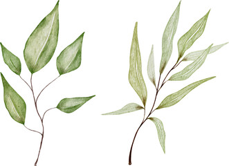 Watercolor green leaves.Set watercolor herbal elements.Isolated on a white background.