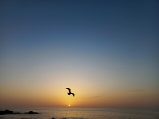 Fototapeta na wymiar seagull on the beach at sunset