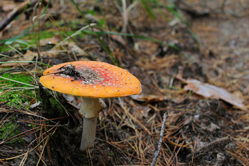 mushroom in the forest