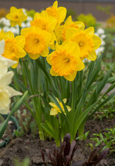 Obraz premium Yellow flowers daffodils in a flower bed. Spring flower Narcissus. Beautiful bush in the garden. Nature background. Spring flowering bulb Daffodil plants