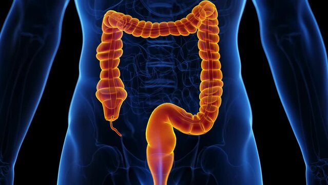 3d rendered medical animation of the colon peristaltic