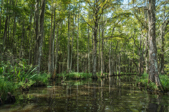 Bayou country at Honey Island Swampon a tributary of the Old Pearl River, Slidell, Louisiana