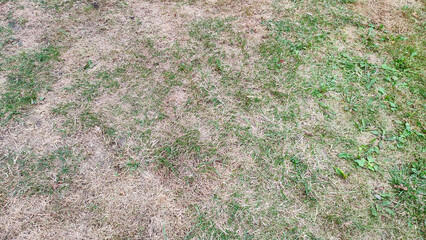 Lawn with dying grass. Texture of dead dry grass background