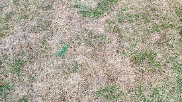Lawn with dying grass. Texture of dead dry grass background
