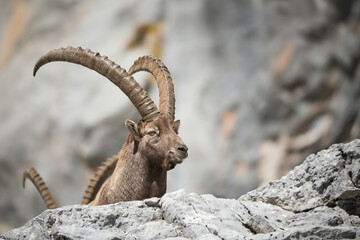 Alpine ibex in its natural habitat
