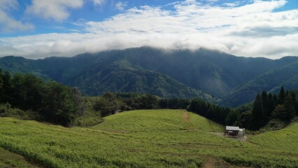 Fototapeta premium 島ヶ峰の蕎麦畑【香川県仲多度郡まんのう町】2022③