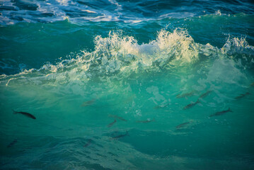 Fototapeta na wymiar Large Powerful jade turquoise colored waves crashing at Sennen Cove in Cornwall during late sunset