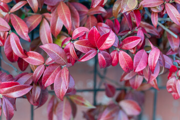 Red leaves  plant
