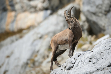 Alpine ibex in its natural habitat