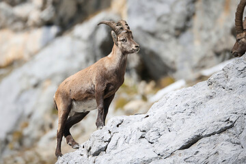 Obraz premium Alpine ibex in its natural habitat