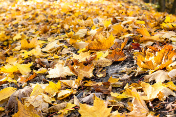 Fallen yellow and orange autumn leaves lying on the ground. Autumn Leaf Background