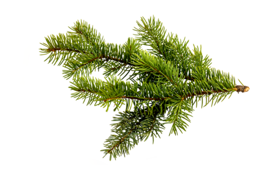 fir tree branch isolated on white