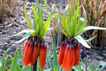 Close up on a blooming Imperial grouse.