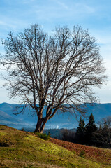 lonely large branched bald tree without leaves in a clearing against the backdrop of mountains and blue sky autumn landscape screensaver wallpaper Carpathian Mountains