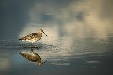 Curlew in the water in the last light of the evening