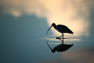 Curlew in the water in the last light of the evening