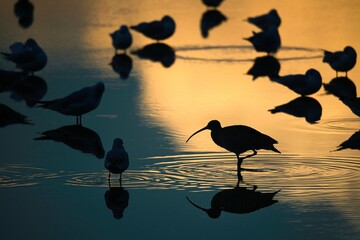 Curlew in the water in the last light of the evening