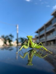 grasshopper on the beach