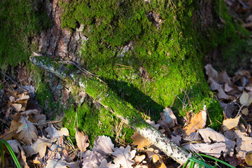 Naklejka na ściany i meble Green moss on the trunk of a tree. The nature of the forest.
