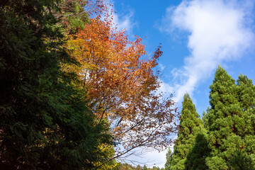 日本の岡山県と鳥取県に跨る三平山の美しい紅葉