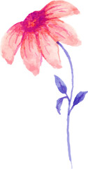 watercolor hand drawn flowers