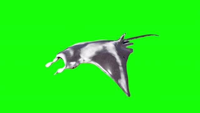 a manta ray isolated on green background. 3d animation of a manta ray