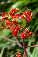 Sydney Australia, open flower of a orange kangaroo paw plant