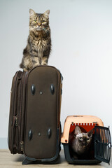 Travel bag and pet carrier and tow cats