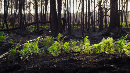 Forêt calcinée en Gironde, après le passage des incendies de l'été 2022, à proximité de...