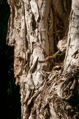 Sydney Australia, bark of a melaleuca styphelioides or prickly-leaved tea tree  is native to eastern Australia.