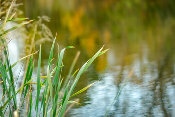 Swampy cattail plant on the background of the river.