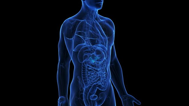 3d rendered medical animation of the pancreas