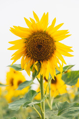 Sunflower with green leaves and yellow petals